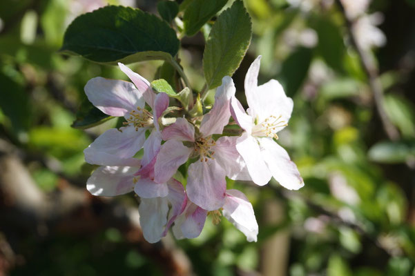Das Alte Land: Die Apfelblüte