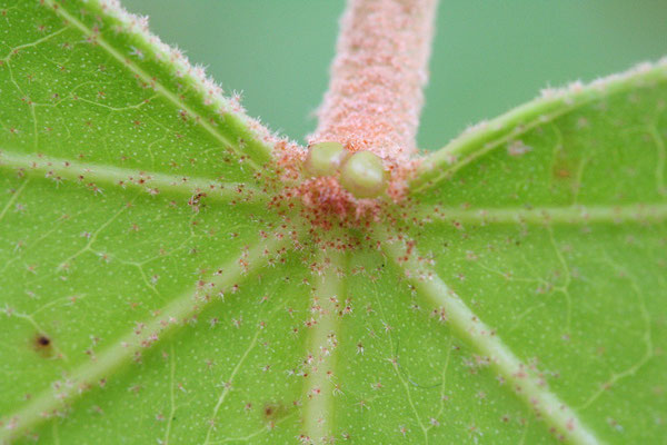 ククイノキの花外蜜腺は葉の基にできる。