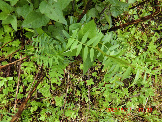 イブキノエンドウ？(信長由来の薬草)