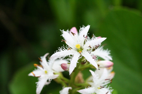 尾瀬のミツガシワ。短花柱花の近くにアカハライモリも見かけた。