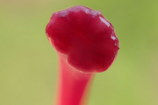 写真３：雌しべの先（柱頭）は何やら光ってみえる。