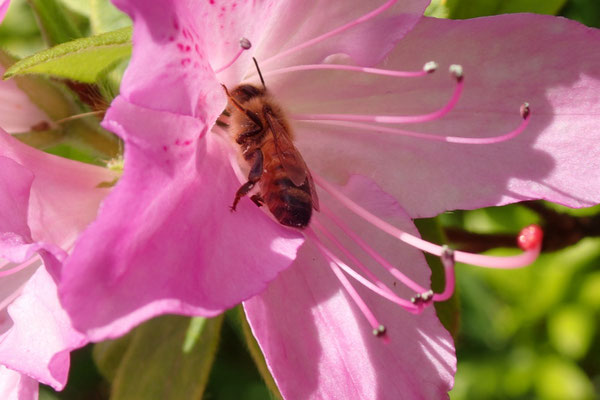写真５：花にハナバチの仲間がやって来た。花粉が少し体についている。
