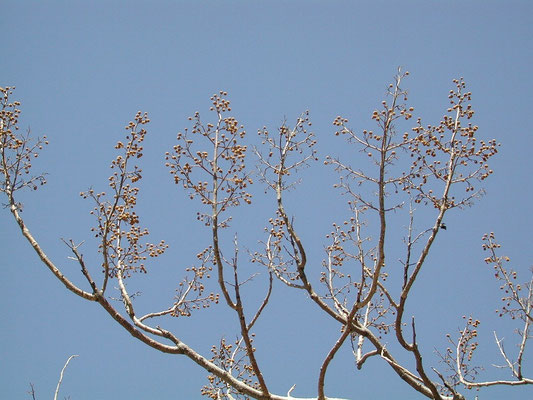 秋に落葉すると花芽（蕾）が目立つ