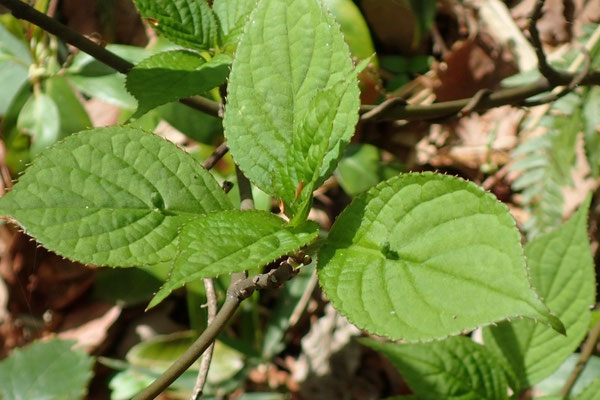 ハナイカダの雌株。花数は少ない。