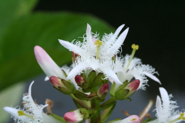 尾瀬で見かけたミツガシワの長花柱花。オゼコウホネやヒツジグサの咲く池塘のほとりに咲いていた。