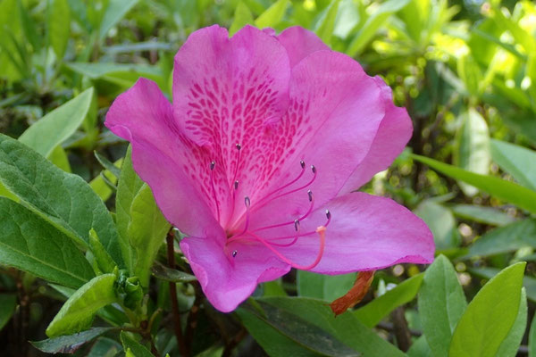 写真１：オオムラサキの花。花弁の上部に模様があり、虫に蜜の在りかを教えている。雄しべの葯の上部から花粉が見えていて、雌しべも見える。