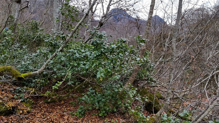 ユキツバキの群落