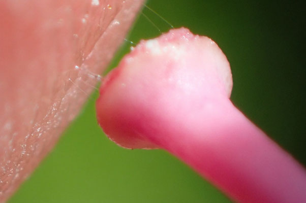 写真４：柱頭を指先で触ったら糸を引いた。この粘り気で花粉を確実に効率よく受け取るのであろう。