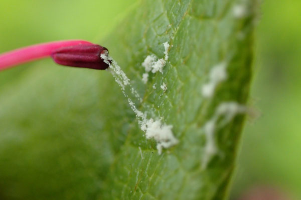 写真２：雄しべの先から出てきた花粉は糸を引いている。バラバラでは虫に多くの量の花粉を運んでもらうのは大変だが、糸でつづっておくことにより同時に大量に運んでもらう作戦なのだろう。