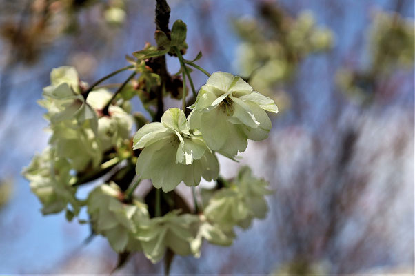 鬱金（うこん）　桜としては珍しい淡い黄色の花が咲くことで有名