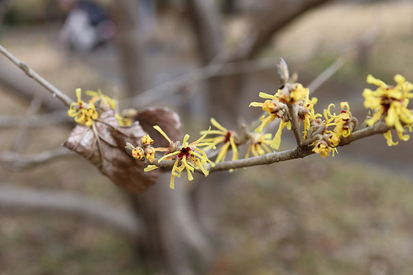 シナマンサク　前年の大きな茶色の枯葉を残しながら早春に強い芳香がする花を咲かす　中国原産