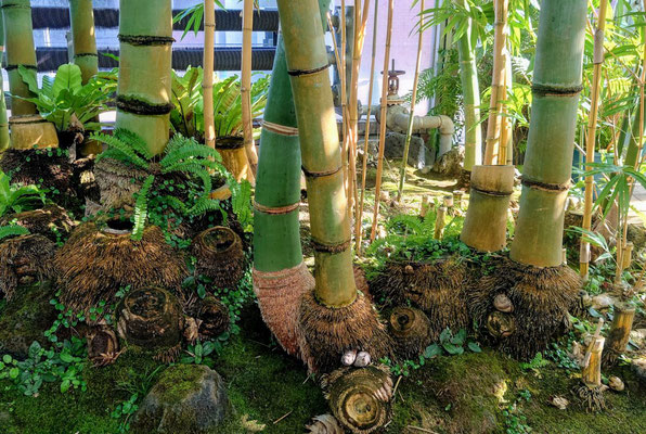 世界最大の竹　ゾウタケ