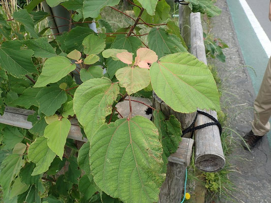 アカメガシワの若い葉は盛んに蜜を出し、アリを呼ぶ。