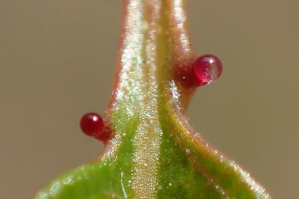 カンザクラの花外蜜腺は葉柄の上部にできる。