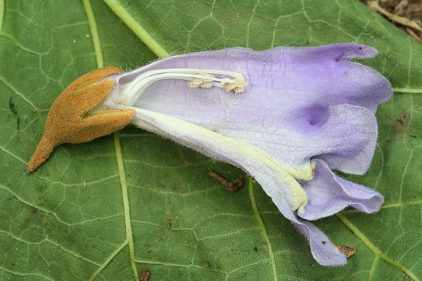 キリの花は唇形花