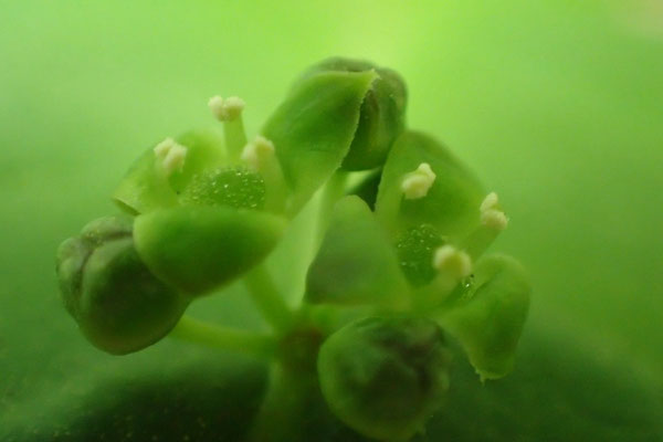ハナイカダの雄蕊の先に花粉が付いている。花盤に蜜がたっぷり見える。