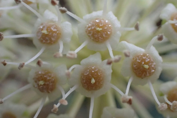 ヤツデの花。花盤に蜜がたっぷりあり、指につけて舐めると甘かった。