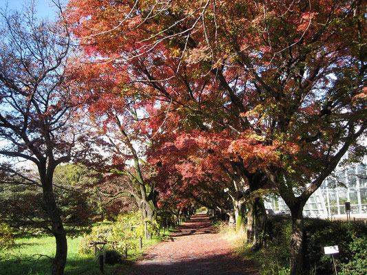 イロハモミジの紅葉