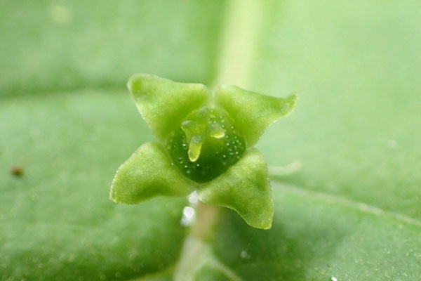 ハナイカダの雌蕊の先が割れている。花盤に蜜が染み出し、雄蕊は見えない。