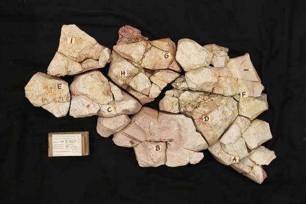 Rekonstruierte Tuffplatte mit Fossilinhalt 