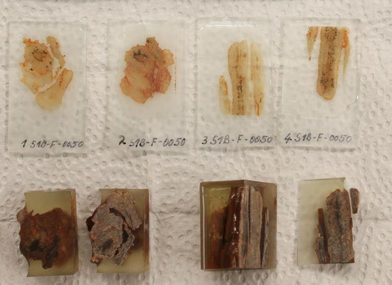 Dünnschliff- und Gießharzpräparate eines 2015 gefundenen, kleinen Astes S1B-F-0050; seine anatomischen Merkmale sprechen für ein Koniferenholz.