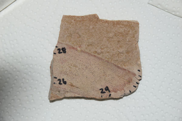 Abbildung 5: Detailansicht eines Bruchstückes mit Fossilfläche. Kompliziert gestaltet sich die Säuberung der Bruchstücke, wenn wie hier, die Fossilfläche direkt beschriftet wurde. Das Lösungsmittel kann das Fossil bleichen oder sogar zerstören!