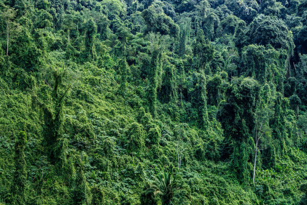 Dschungel am Rio dulce, Guatemala · © Olaf Bruhn 2025
