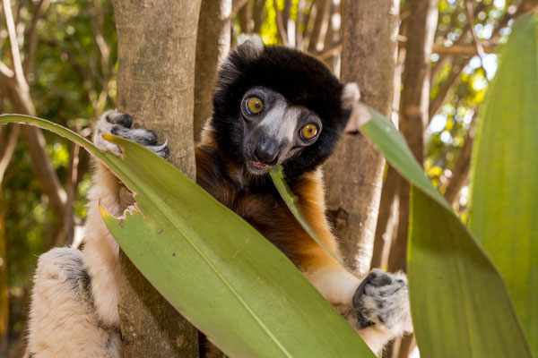 Wild Madagaskar · © by Olaf Bruhn