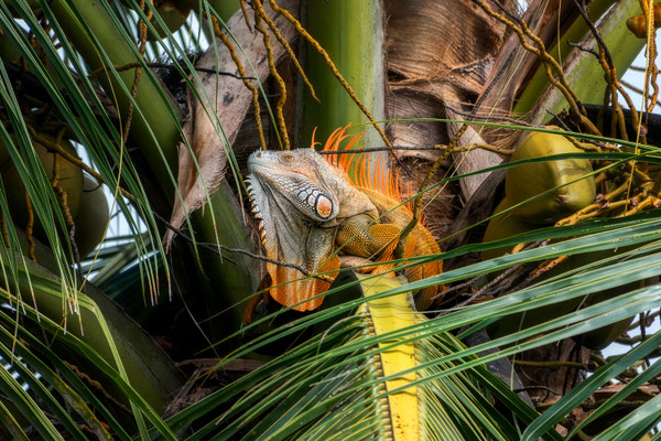 Grüner Leguan (Iguana iguana), Lago de Izabal, Guatemala · © Olaf Bruhn 2025