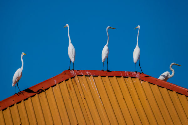 Silberreiher (Ardea alba), Livingston, Guatemala · © Olaf Bruhn 2025