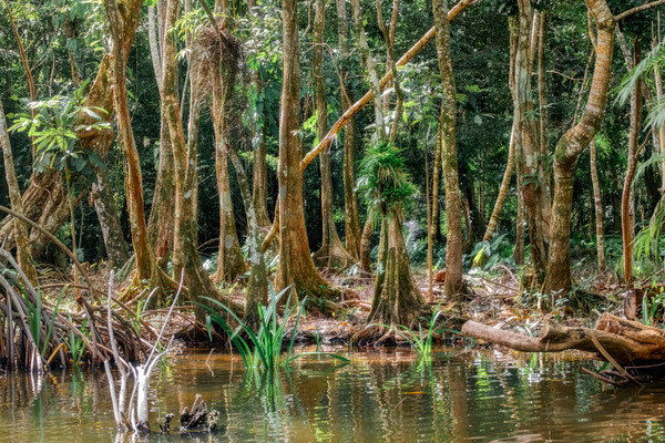 Mangroven-Wald, Rio dulce, Guatemala · © Olaf Bruhn 2025