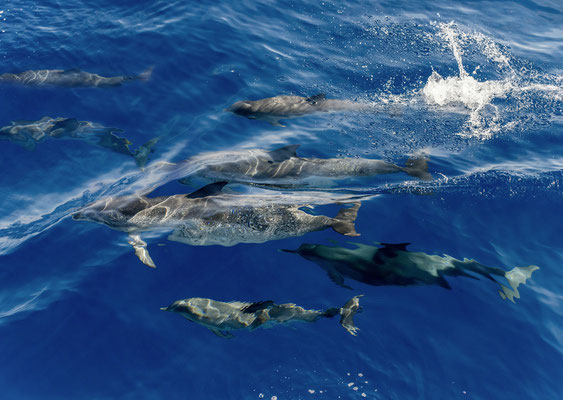  Delphine im Atlantik vor Puerto Rico
