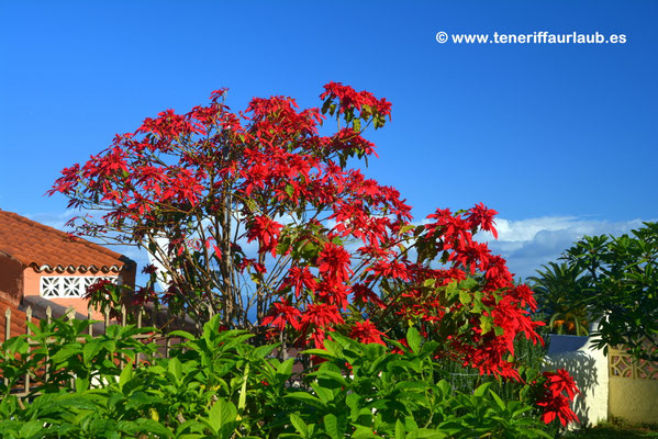 Weihnachtssterne  Flor de Pascua - Reisefhrer Teneriffa