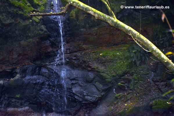 Dichter Lorbeerwald im Anaga-Gebirge auf Teneriffa