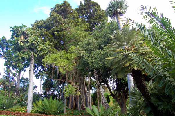 El Botanico Der Botanische Garten Reisefuhrer Teneriffa