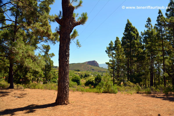 La Esperanza - Esperanza Wald - Reiseführer Teneriffa