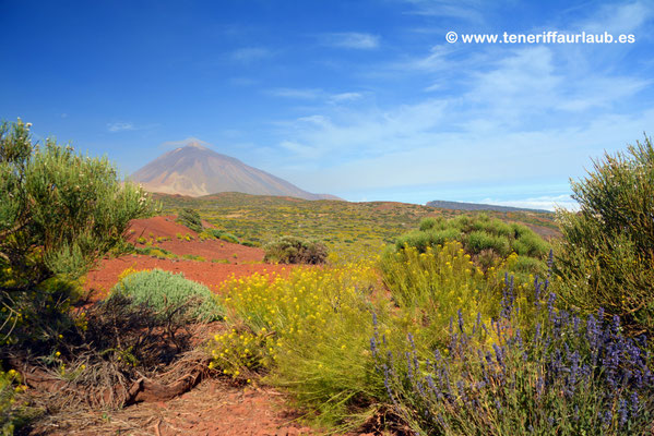 Las Canadas mit Teide