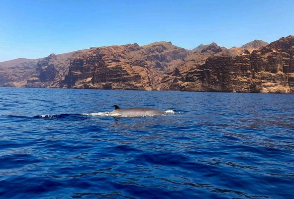 Wale und Delfine vor der Küste von Teneriffa