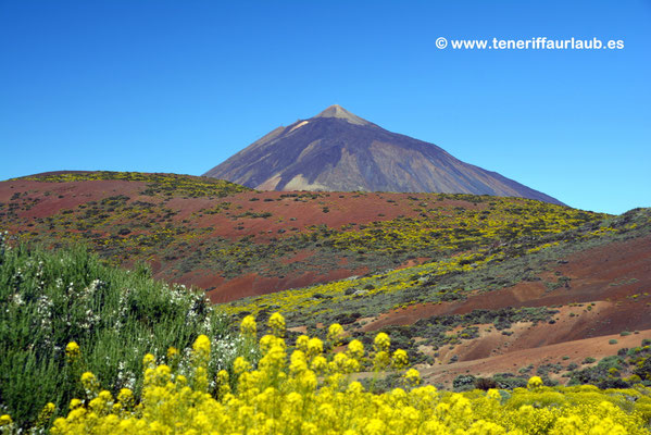 Teide Panorama
