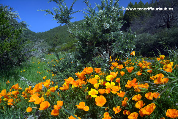 Goldmohn