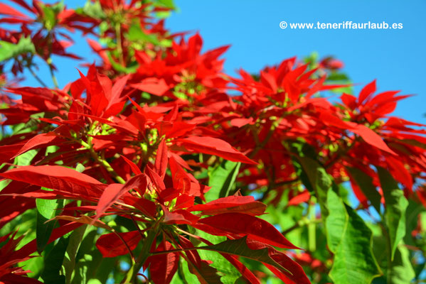 Weihnachtssterne  Flor de Pascua - Reisefhrer Teneriffa