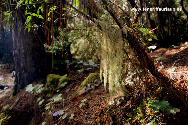 Sendero Cuevas Negras