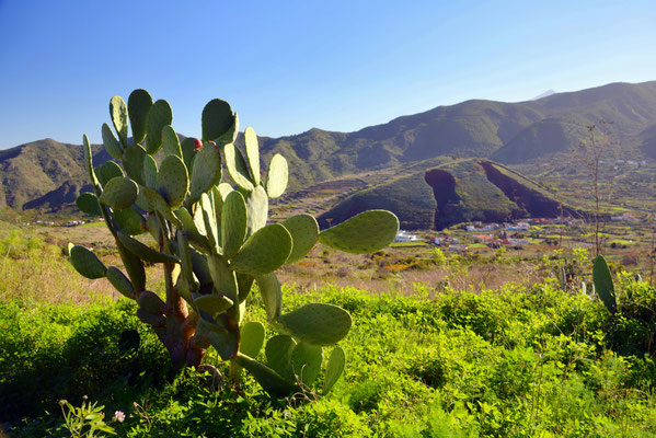 El Palmar