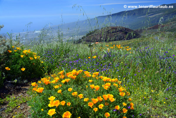 Goldmohn