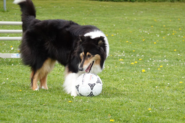 Cleo hat sofort einen Fussball gefunden ;-)