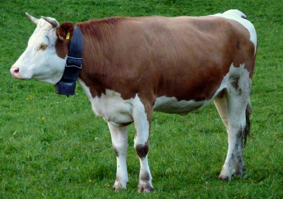 Schöne Tire mit Hörnern auf die die Bauern stolz sind