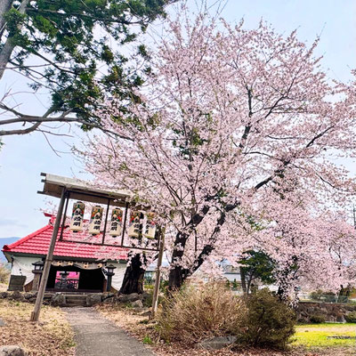 鎮守社の桜