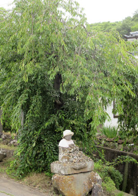 長命寺前の垂桜