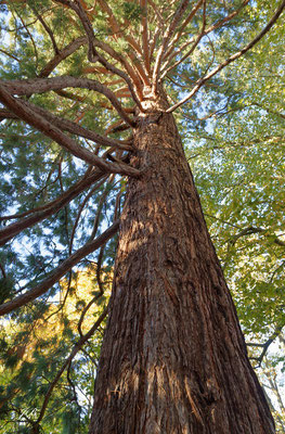 Sequoia Clinique de la Porte Verte