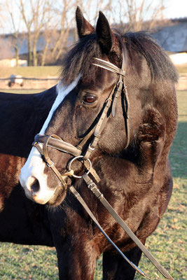 Black Magic, 1991 geboren, war von März 2002 bis 1. März 2014 bei uns und ging dann in die wohlverdiente Rente.